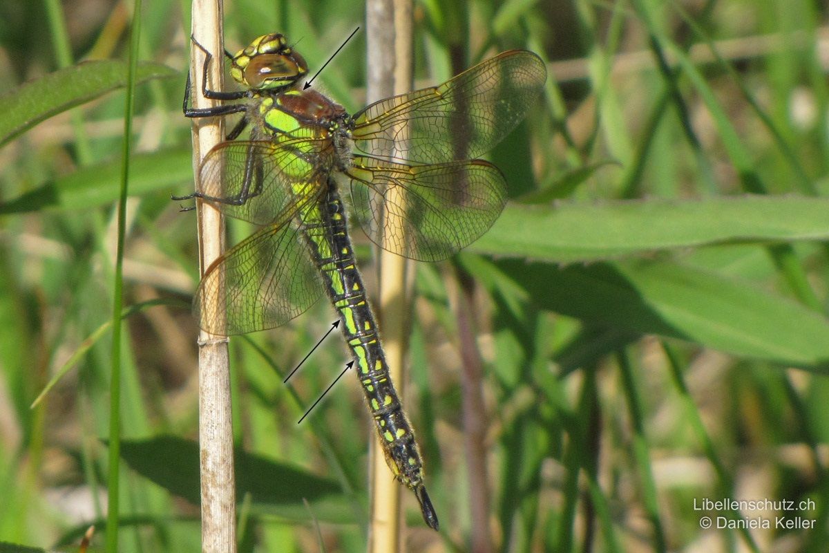 Früher Schilfjäger (Brachytron pratense), Weibchen. Abdomen schwarz mit kleinen, mosaikartigen gelben Flecken auf der Oberseite und ausgedehnten grünlichen Feldern auf der Seite. Antehumeralstreifen auf zwei gelbe Punkte reduziert. Augen kastanienbraun.