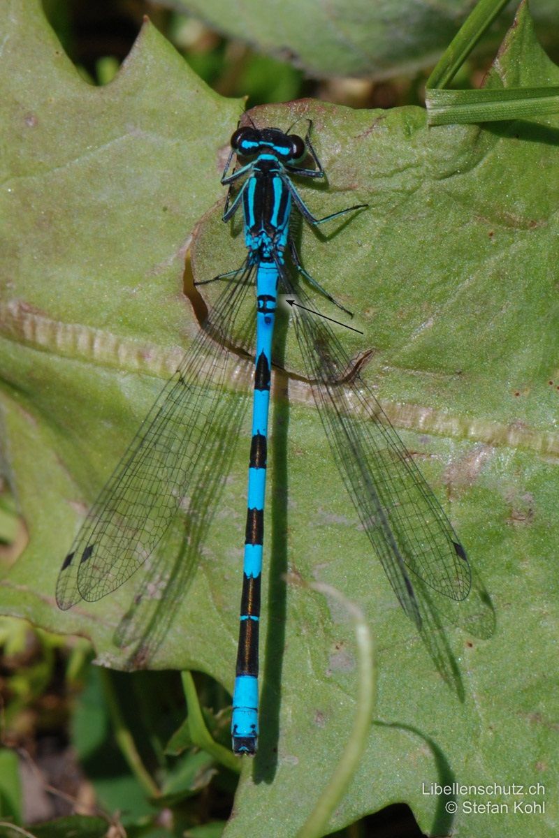 Speer-Azurjungfer (Coenagrion hastulatum), Männchen. Die Zeichnung auf S2 kann sehr variabel sein.