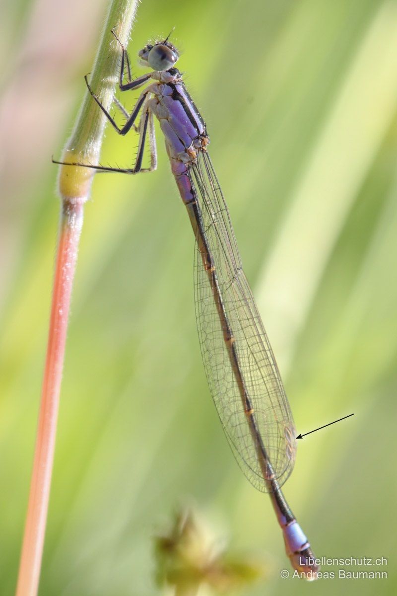 Grosse Pechlibelle (Ischnura elegans), Weibchen. Weibchen sind ähnlich gezeichnet wie Männchen, erscheinen verschiedenen Farbvarianten. Dieses Exemplar ist violett. Die Pterostigmen sind einfarbig hell.