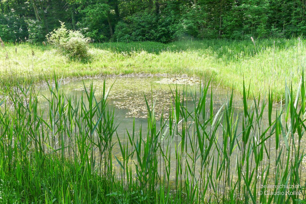 Waldweiher bei Dättnau ZH. An diesem teilweise beschatteten Weiher entwickeln sich Arten wie der Frühe Schilfjäger (B. pratense) und die Keilfleck-Mosaikjungfer (A. isoceles).