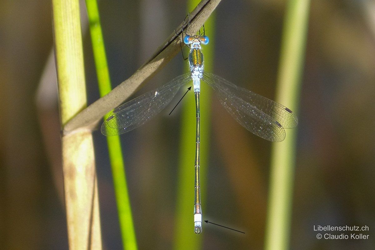 Gemeine Binsenjungfer (Lestes sponsa), Männchen. Sowohl S9-S10, als auch S2 sind komplett blau bereift (bei Lestes dryas sind nur die oberen zwei Drittel von S2 blau). Augen blau, allerdings nicht so intensiv leuchtend wie bei Lestes dryas.