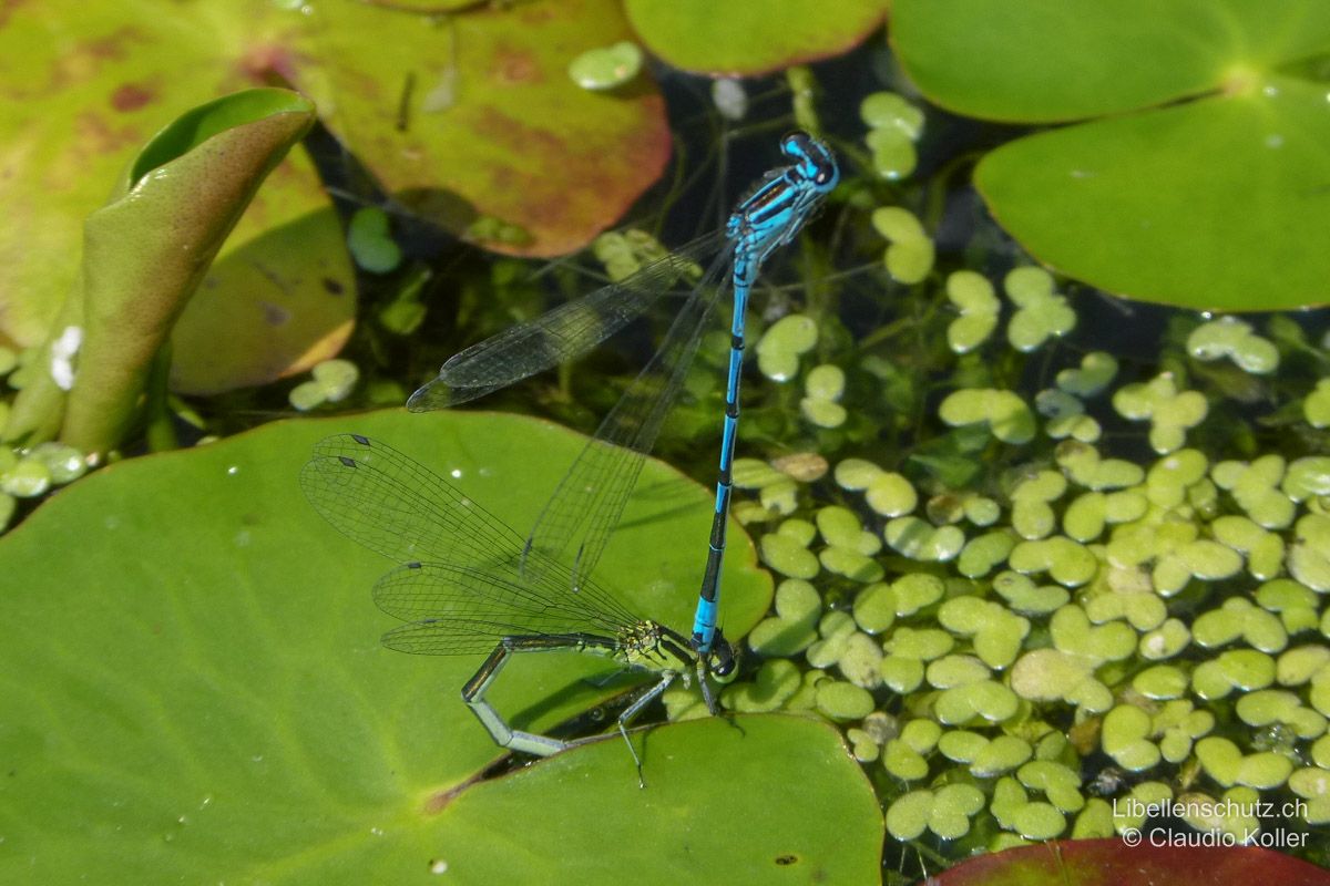 Hufeisen-Azurjungfer (Coenagrion puella), Eiablage. Bei der Eiablage bleibt das Männchen am Weibchen angekoppelt und steht dabei oft frei ab.