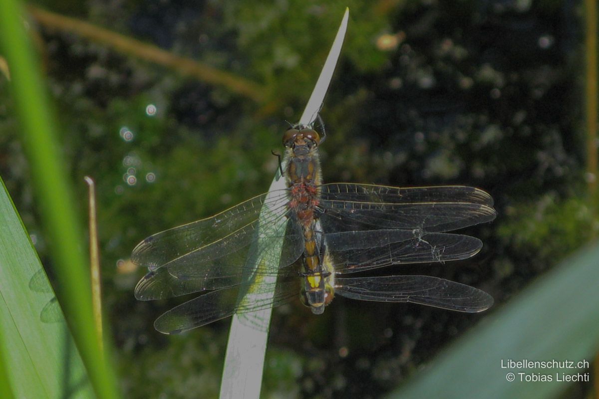 Grosse Moosjungfer (Leucorrhinia pectoralis), Paarungsrad.