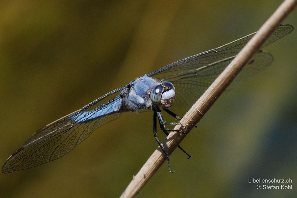 Südlicher Blaupfeil (Orthetrum brunneum), Männchen. Augen blau, Gesicht weisslich.