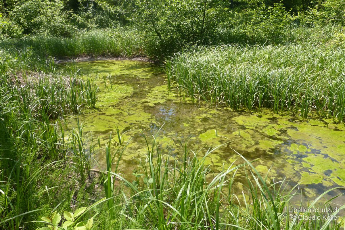 Quellaufstoss im Einzugsgebiet der Aare bei Holderbank AG. Hier tritt Grundwasser aus dem Boden aus, das dann in kleinen Kanälen abfliesst. Das Gewässer ist stark veralgt, dennoch bietet es Lebensraum für die Zweigestreifte Quelljungfer (C. boltonii).