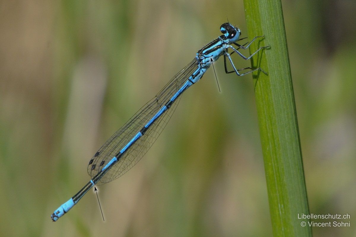 Hufeisen-Azurjungfer (Coenagrion puella), Männchen. S7 ist ganz schwarz, der blaue Ring zwischen S6 und S7 ist schmal. S8 ist vollständig blau. Am Thorax ist der gattungstypische schwarze Interpleuralstreifen gut sichtbar.