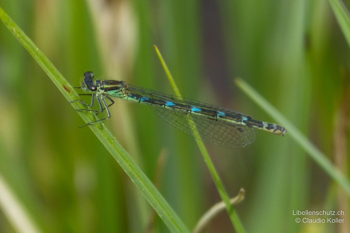 Fledermaus-Azurjungfer (Coenagrion pulchellum), Weibchen. Die Färbung der Weibchen ist sehr variabel. Von der Seite erscheinen sie oft dreifarbig: grün-gelb-blau.