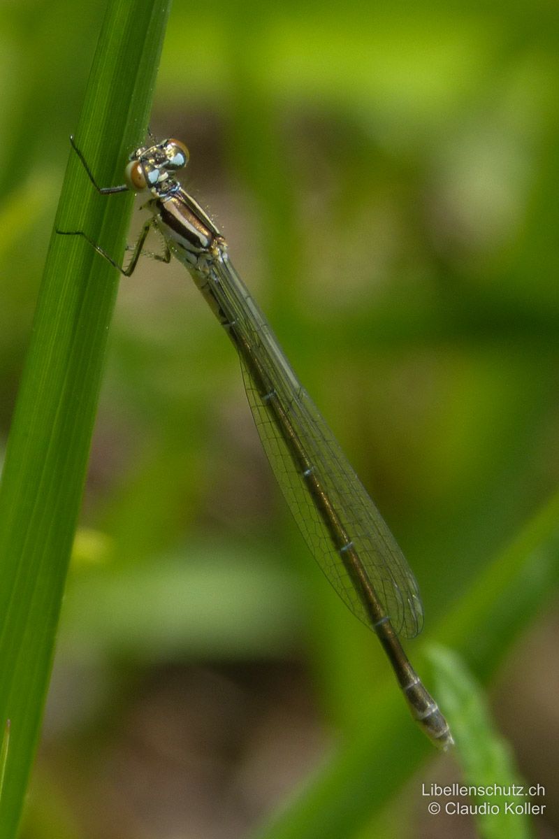 Hufeisen-Azurjungfer (Coenagrion puella), junges Weibchen. Relativ frisch geschlüpftes Weibchen.