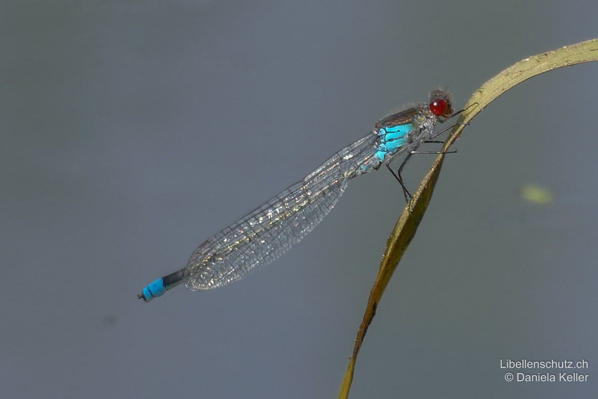 Grosses Granatauge (Erythromma najas), Männchen. Gesamterscheinung (Thorax und Abdomen): schwarz mit blauem Schlusslicht. Ähnlich wie Ischnura sp.