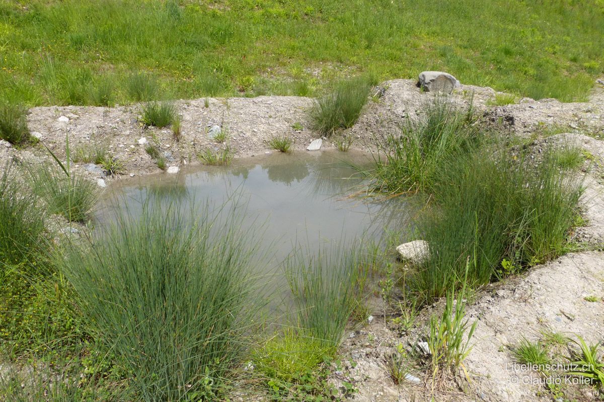 Plattbauch (Libellula depressa), Lebensraum. Typischer Lebensraum dieser Art: Karge, wenig bewachsene und oft auch sehr kleine Pioniergewässer.