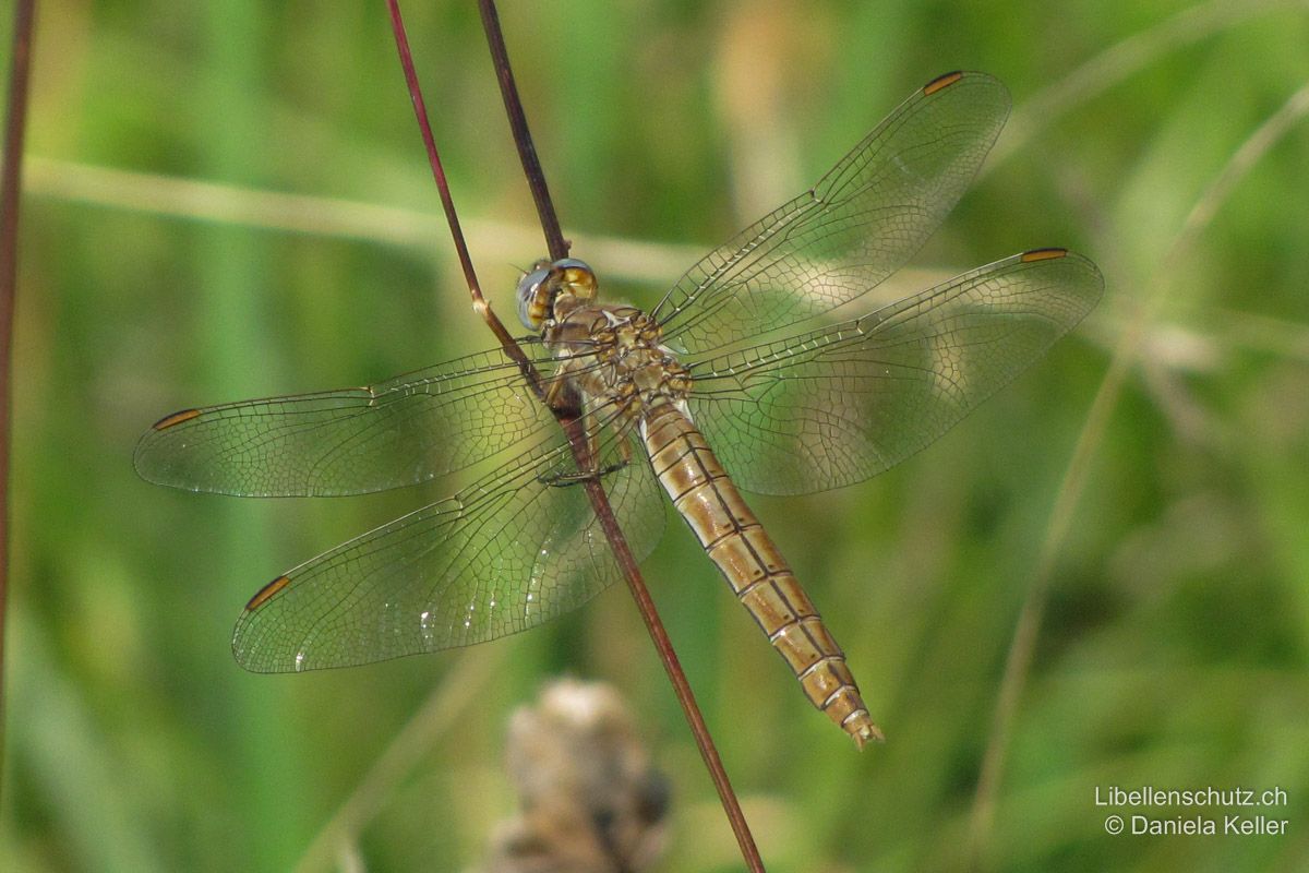 Südlicher Blaupfeil (Orthetrum brunneum), Weibchen. Färbung bei älteren Tieren bräunlich. Abdomenoberseite mit dünner schwarzer Mittellinie und paarweisen Punkten beidseits der Linie (S3-S7). Augen blau-grau. Ohne Antehumeralstreifen.