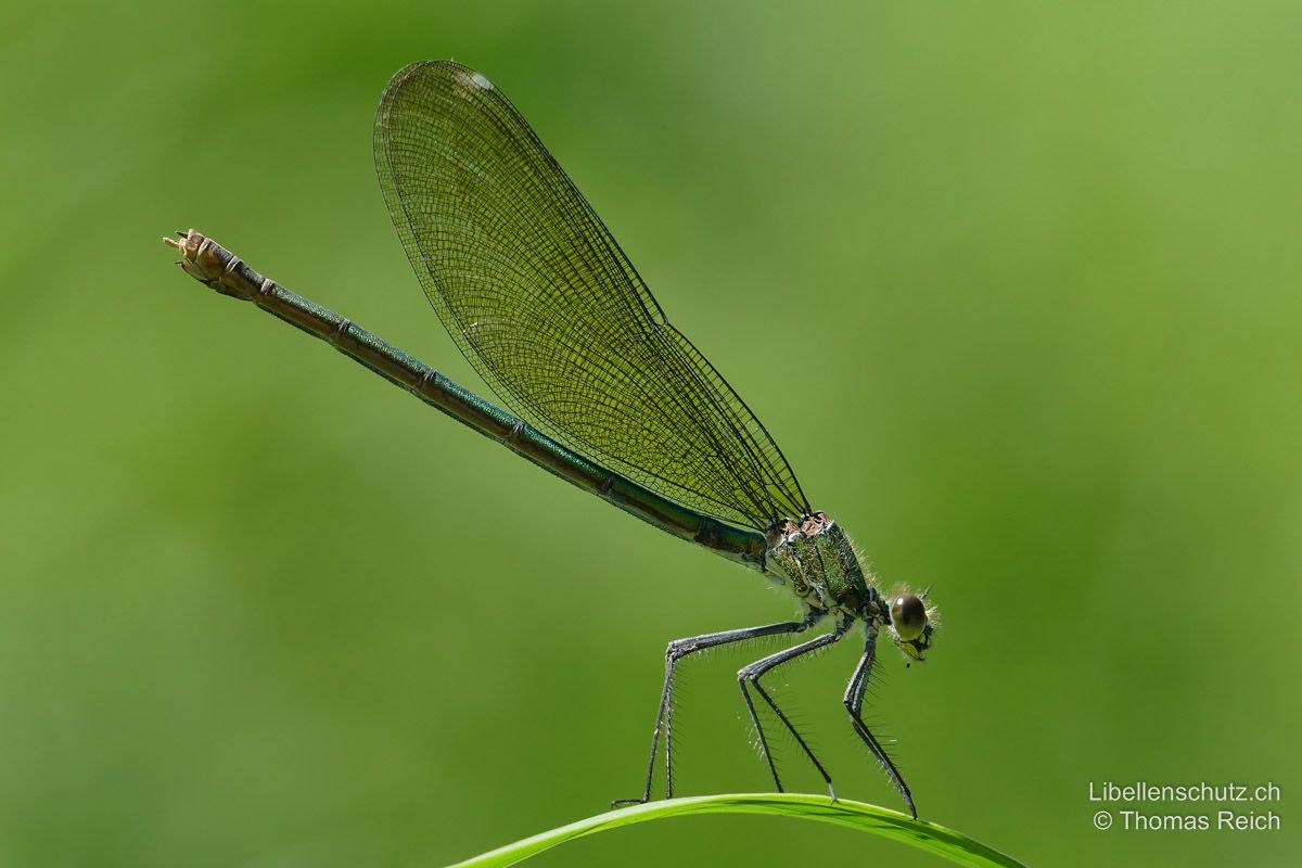 Gebänderte Prachtlibelle (Calopteryx splendens caprai), Weibchen. Körper metallisch grün. Flügel grünlich transparent mit weissen Pseudopterostigmen. Von der Nominatform nur an der Ausdehnung der gelblichen Verfärbung der Flanken und unter dem Metathorax  zu unterscheiden. Dazu muss die Art gefangen werden.