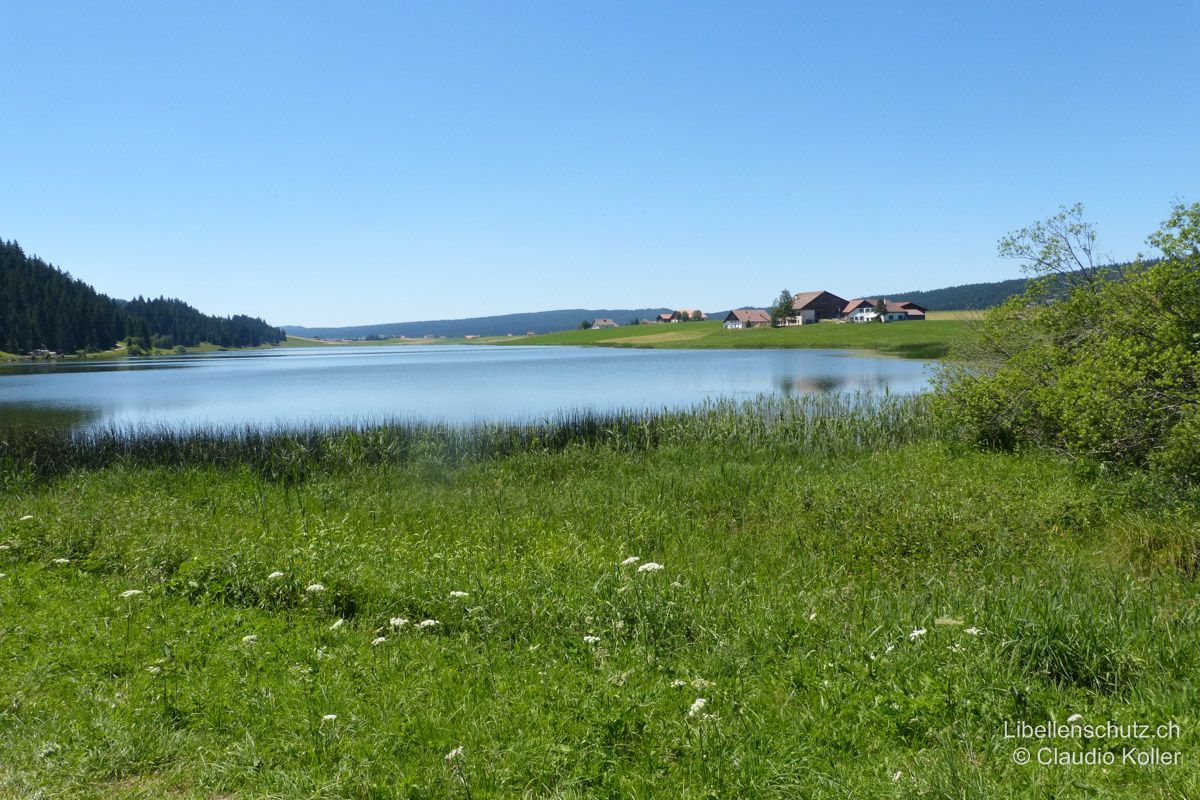 Lac des Taillères bei La Brevine NE. Dieser flache See im Jura beherbergt eines der wenigen Vorkommen des Zweiflecks (E. bimaculata) in der Schweiz. Die Art patrouilliert meist ziemlich weit vom Ufer entfernt über der offenen Wasserfläche.