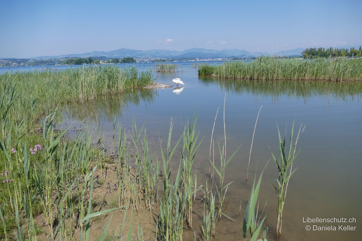 Ufer des Zürichsee beim Frauenwinkel SZ. Wellengeschützte Bucht mit flachem Ufer und Röhricht. Die Bucht wurde erst kürzlich renaturiert. So entwickeln sich hier vorläufig noch Pionierarten wie der Östliche Blaupfeil (O. albistylum).