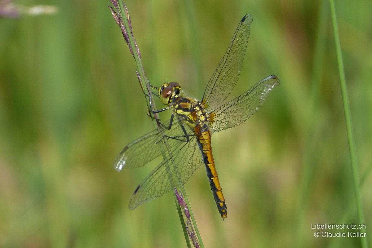 Schwarze Heidelibelle (Sympetrum danae), Weibchen. Abdomen eher zylindrisch und gelb mit breiten schwarzen Seitenbändern.