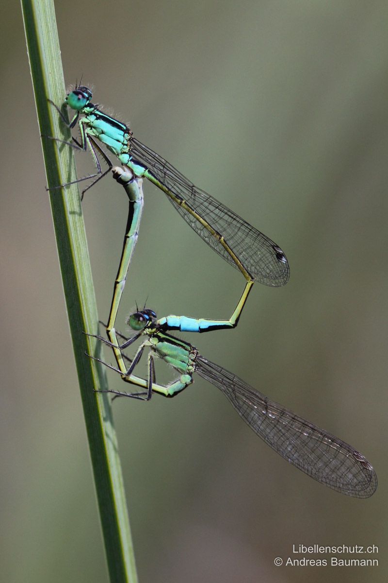 Grosse Pechlibelle (Ischnura elegans), Paarungsrad. Männchen mit zweifarbigem, Weibchen mit einfarbigem Pterostigma.