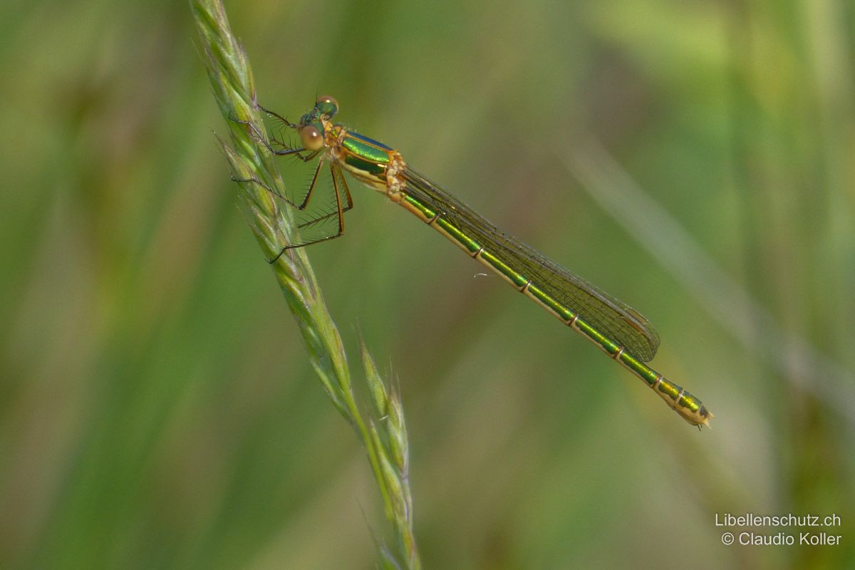 Gemeine Binsenjungfer (Lestes sponsa), Weibchen. Ohne blaue Bereifung.