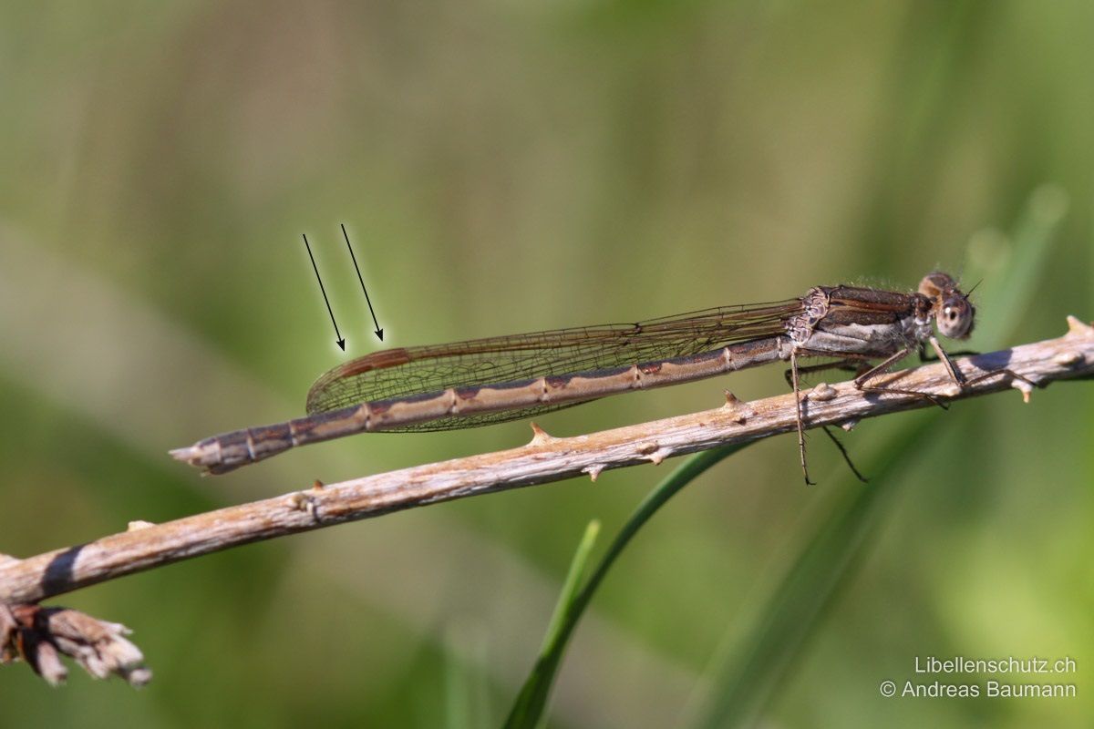 Gemeine Winterlibelle (Sympecma fusca), Weibchen. Weibchen unterscheiden sich nur durch den etwas dickeren Hinterleib und die Geschlechtsteile von Männchen. Hier sind die hellbraunen, länglichen Pterostigmen gut sichtbar. Diese befinden sich an Vorder- und Hinterflügel nicht gleich weit von der Spitze entfernt, so dass sie bei geschlossenen Flügeln beide zu sehen sind (Gattungsmerkmal).