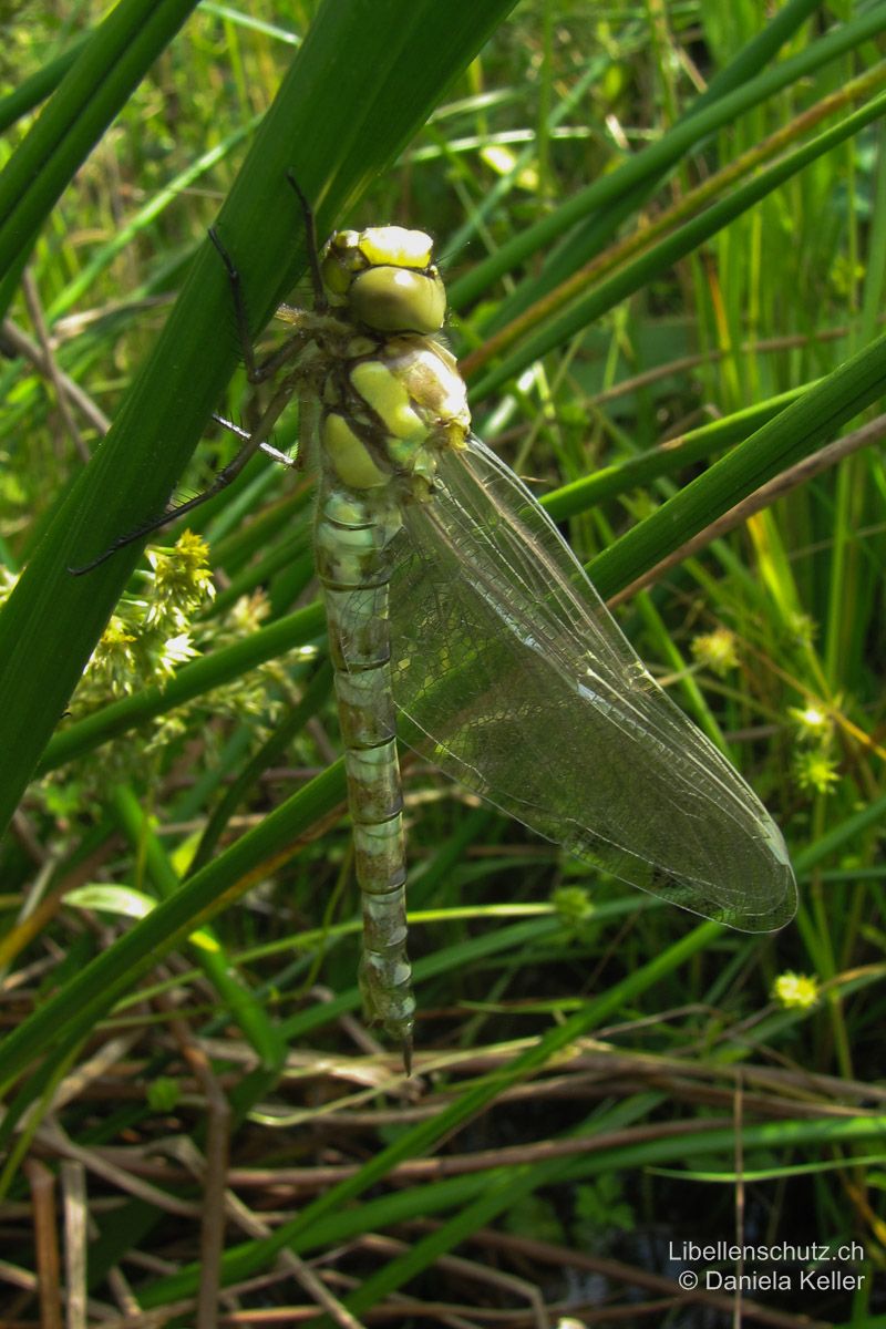 Blaugrüne Mosaikjungfer (Aeshna cyanea), Jungtier. Dieses Tier ist ganz frisch geschlüpft und zeigt noch kaum Farben.