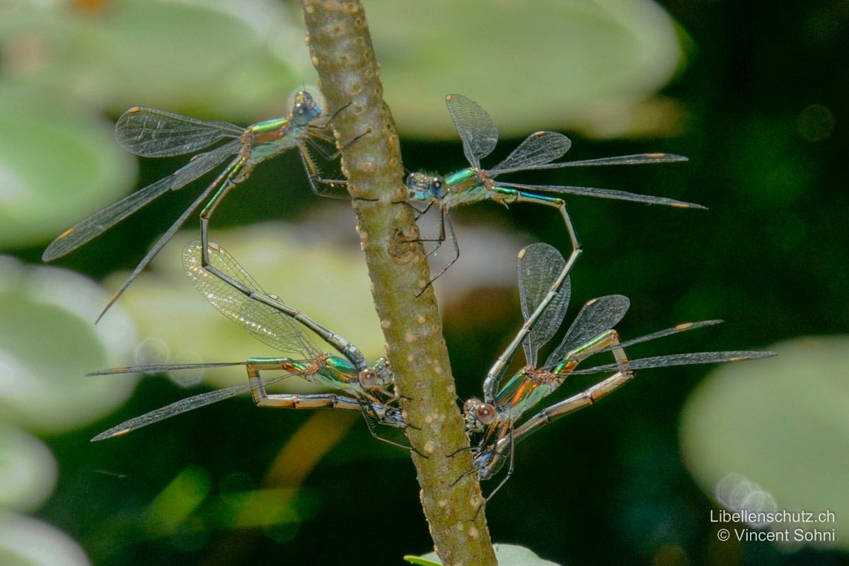 Weidenjungfer (Chalcolestes viridis), Eiablage. Die Eier werden im Tandem abgelegt. Das Weibchen bohrt diese in die Rinde von Weichhölzern.