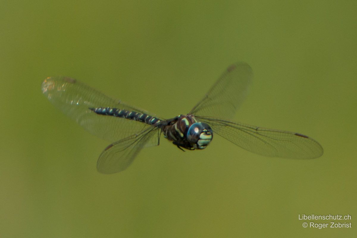 Hochmoor-Mosaikjungfer (Aeshna subarctica), Männchen im Flug. Antehumeralstreifen hell und lang, ähnlich wie bei Aeshna juncea.