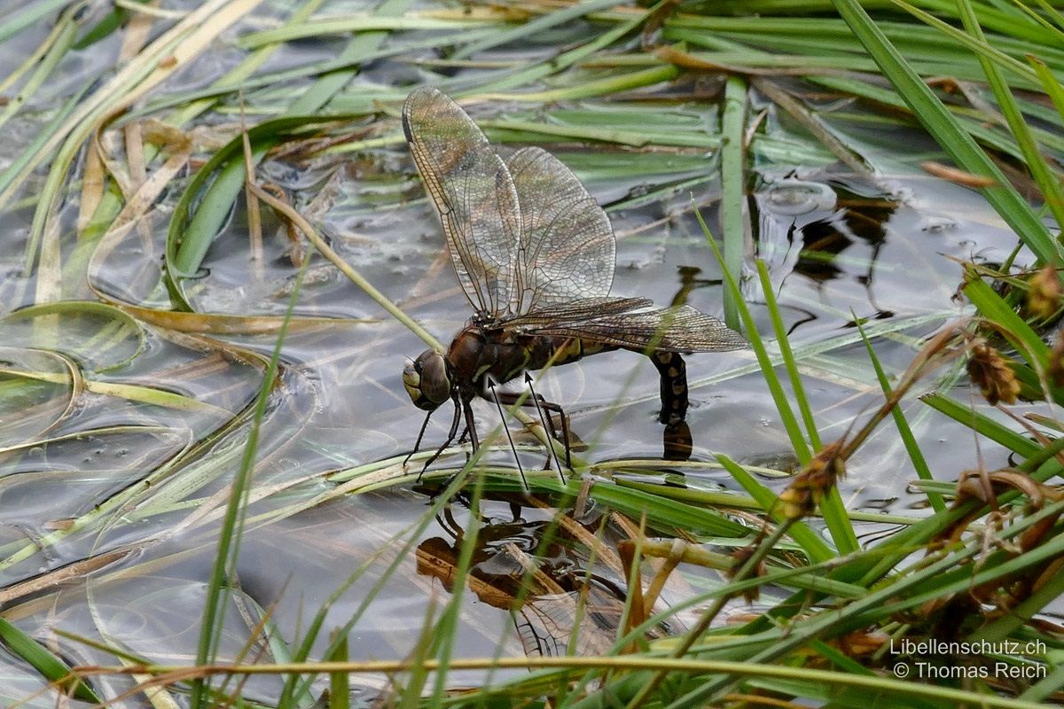 Alpen-Mosaikjungfer (Aeshna caerulea), Weibchen bei der Eiablage. Thorax braun, ohne Antehumeralstreifen, mit zwei schmalen, S-förmig gewellten, hellen Seitenlinien. Abdomen dunkelbraun mit mosaikartigen gelb-beigen Flecken. Gesicht gelb.