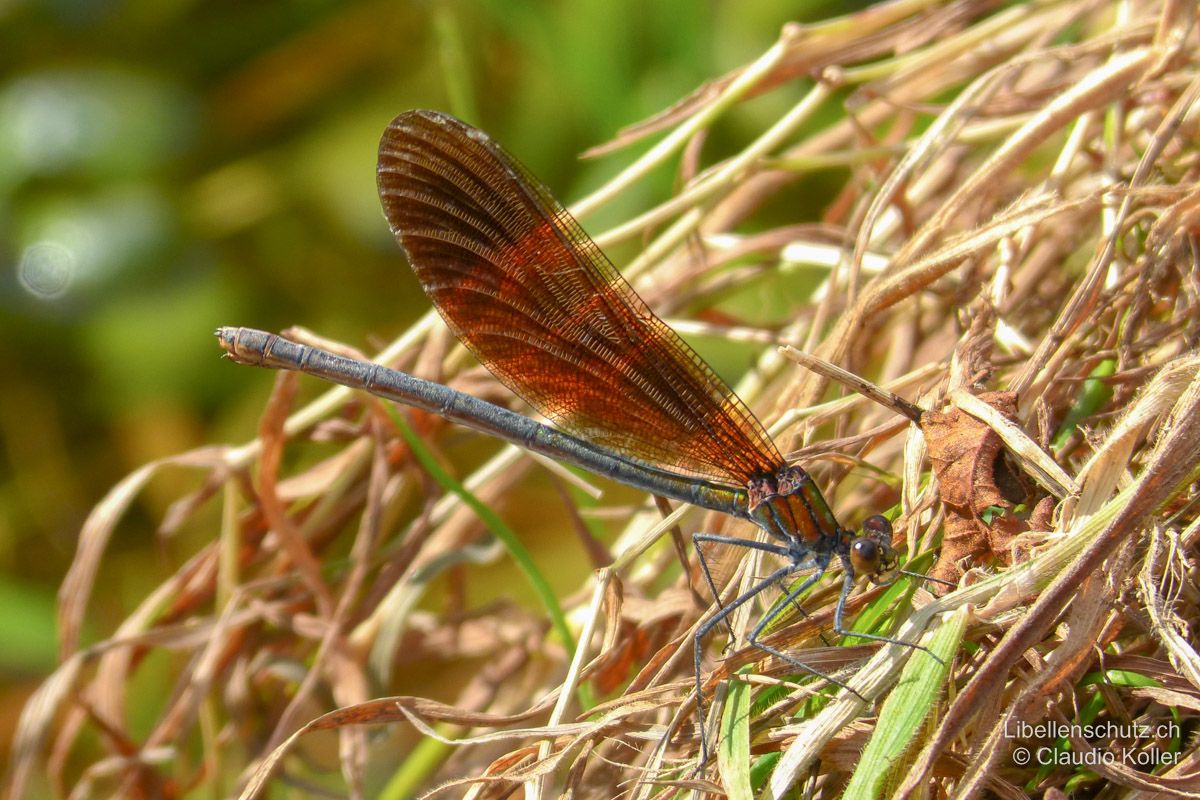 Blauflügel-Prachtlibelle (Calopteryx virgo), Weibchen. Ältere Exemplare verlieren den grünen Glanz vollkommen und erscheinen eher grau bis violett, die Flügel sind dann bernsteinfarben bis dunkelbraun.