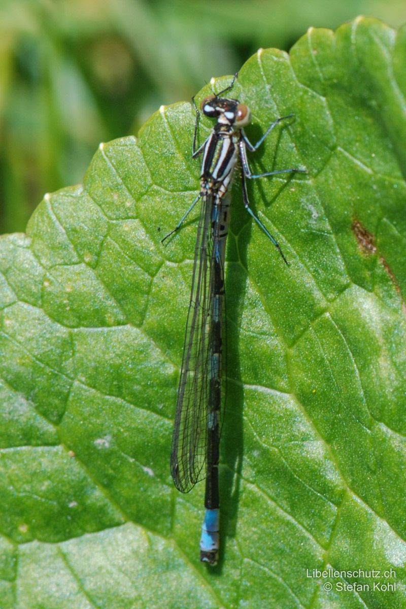 Speer-Azurjungfer (Coenagrion hastulatum), junges Männchen. Junges Exemplar mit hellem Thorax.