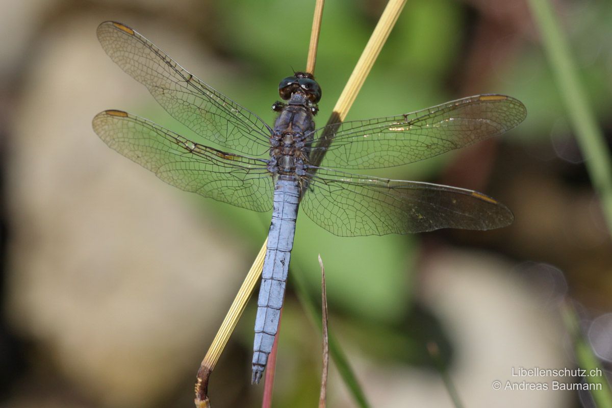 Kleiner Blaupfeil (Orthetrum coerulescens), Männchen. Im Alter kann auch der Thorax wie bei Orthetrum brunneum blau bereift sein. Dieses Exemplar ist nur noch an der dunklen Stirn und den langen Pterostigmen von Orthetrum brunneum zu unterscheiden.