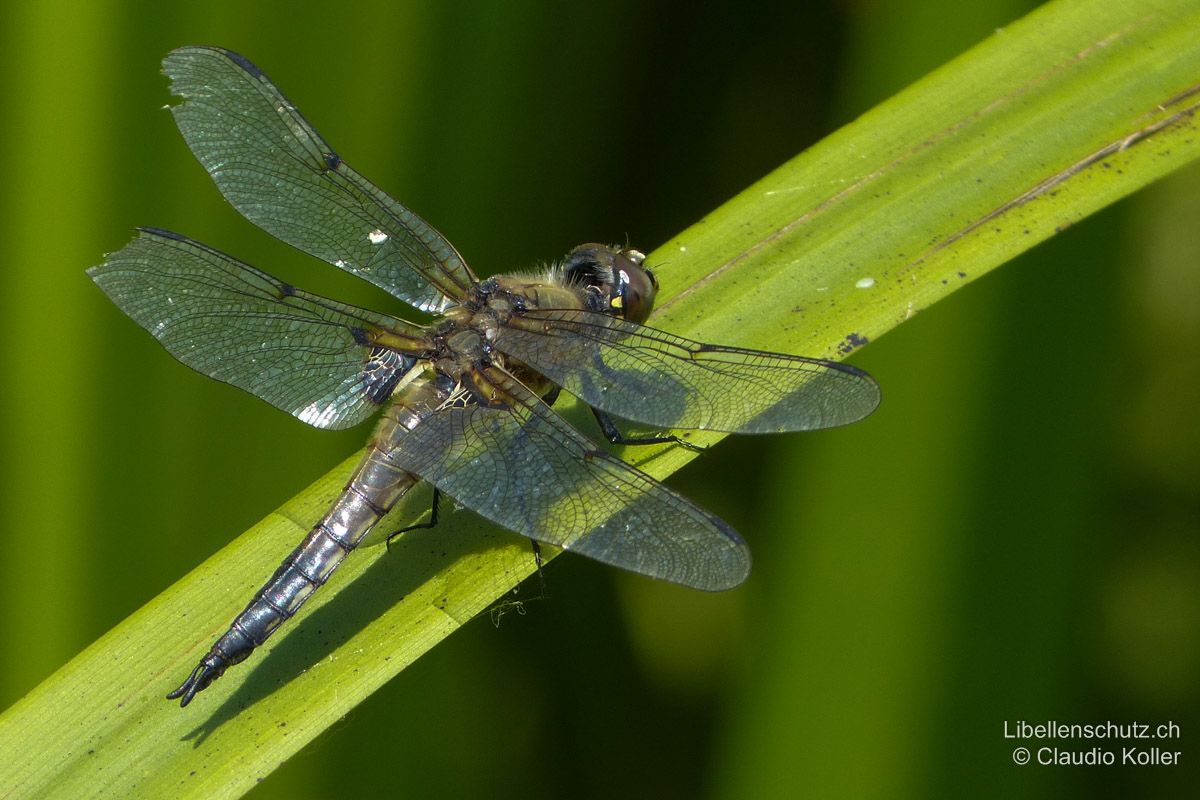 Vierfleck (Libellula quadrimaculata), Männchen. Altes Tier, düster dunkelbraun gefärbt. Die gelben Seitenlinien verblassen mit dem Alter fast komplett.