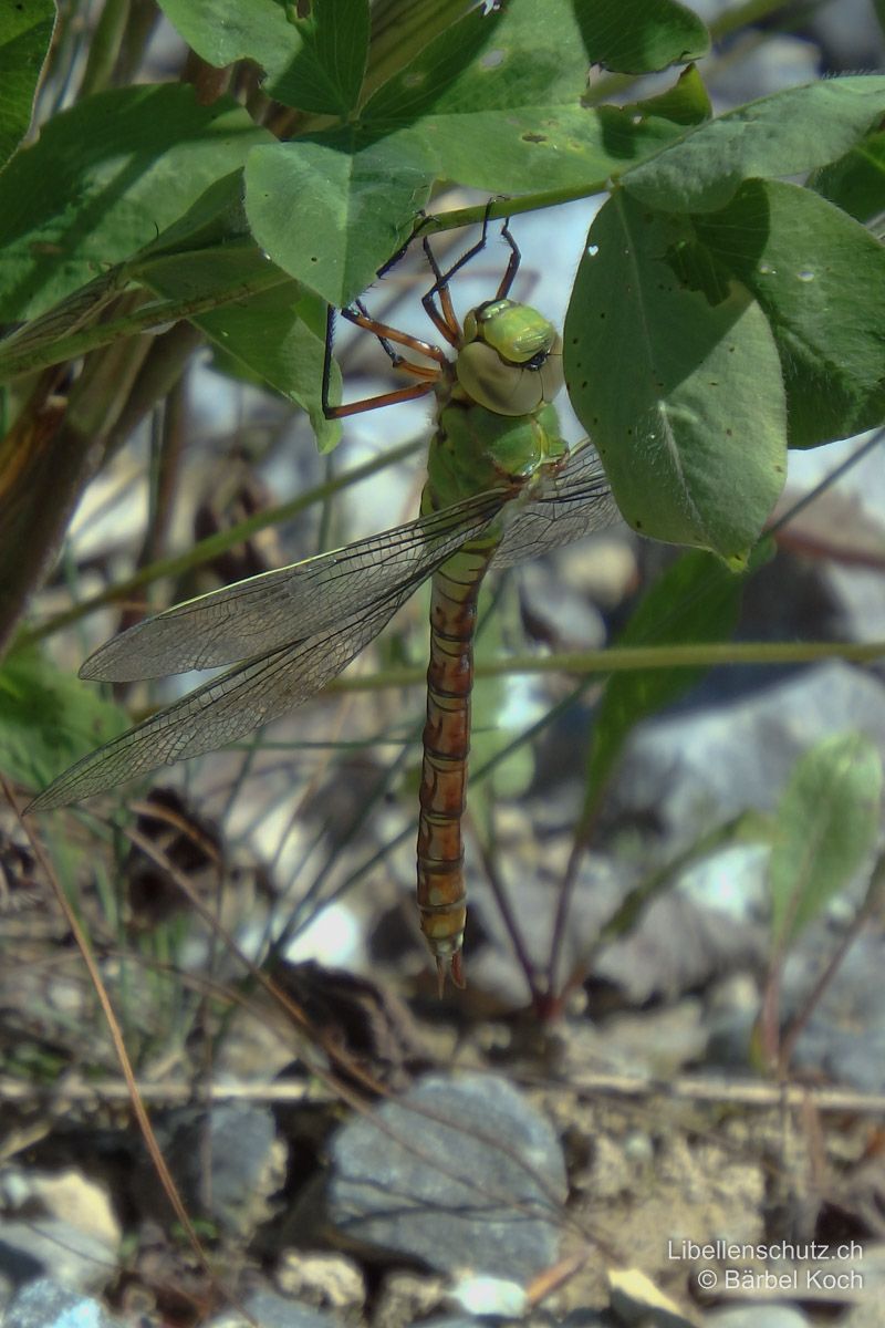 Grosse Königslibelle (Anax imperator), Jungtier. Die Grundfarbe des Abdomens ist bei frisch geschlüpften Exemplaren gelblichbraun. Die Augen sind hell gelblich.