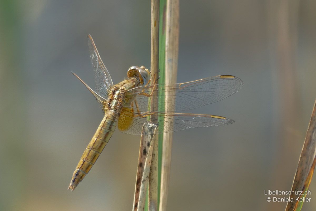 Feuerlibelle (Crocothemis erythraea), Weibchen. Typisch für Weibchen und Jungtiere ist der weisse Strich zwischen den Flügelbasen. Weitere Artmerkmale wie die safrangelben Hinterflügelbasen und das abgeflachte Abdomen sind hier ebenfalls gut sichtbar.