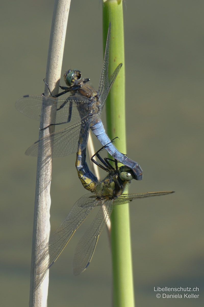 Grosser Blaupfeil (Orthetrum cancellatum), Paarungsrad.