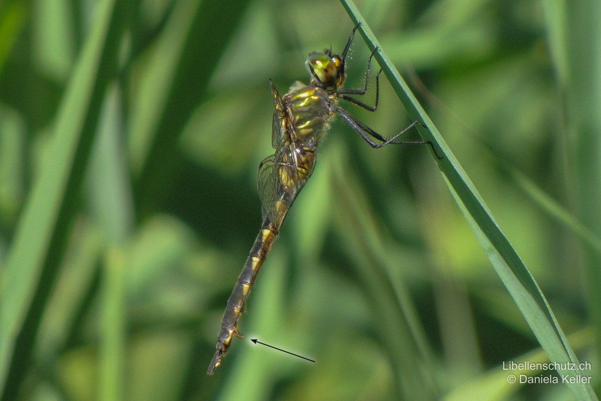 Gefleckte Smaragdlibelle (Somatochlora flavomaculata), Weibchen. Gelbe Seitenflecken auf Thorax und Abdomen ausgedehnter als beim Männchen. Legescheide kurz (kürzer als S9) aber deutlich abstehend.