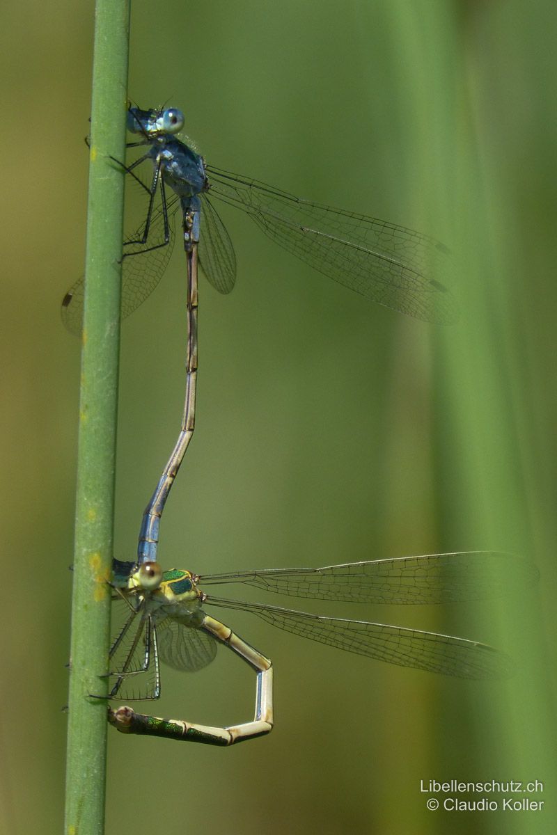 Gemeine Binsenjungfer (Lestes sponsa), Eiablage. Die Eier werden meist im Tandem abgelegt. Das Weibchen sticht sie mit ihrem Legeapparat in Binsen und andere Pflanzenstängel.