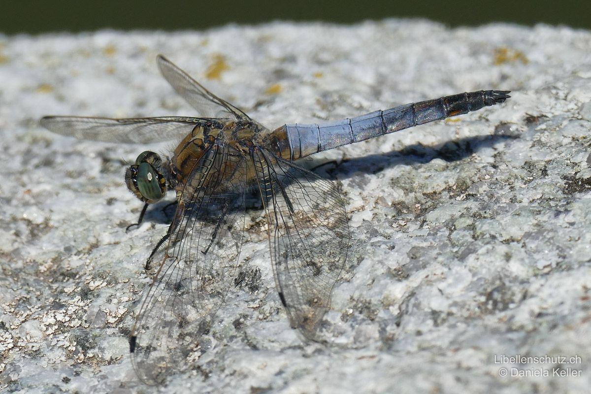 Grosser Blaupfeil (Orthetrum cancellatum), Männchen. Abdomen blau-weisslich bereift (S3-S7), Ende schwarz (S8-S10), Hinterleibsanhänge dunkel. Thoraxseiten ohne helle Längsstreifen.