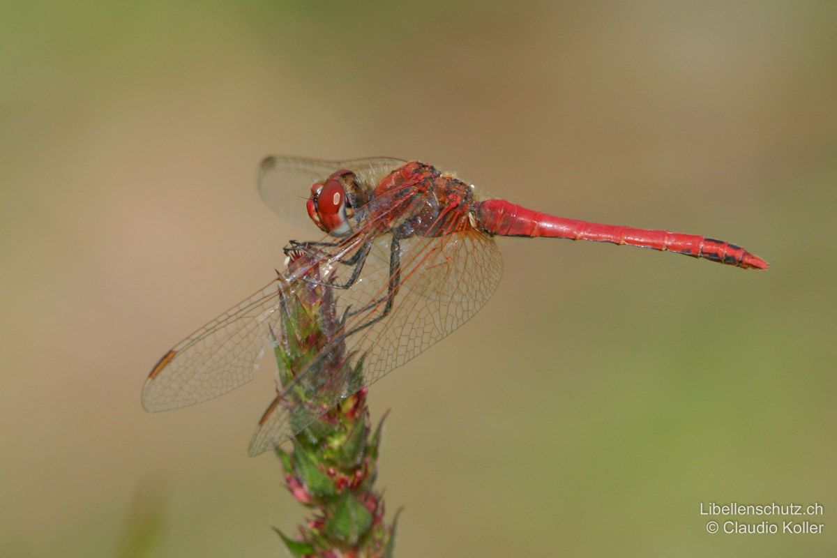 Frühe Heidelibelle (Sympetrum fonscolombii), Männchen. Flügeladern rot, vor allem an der Basis.