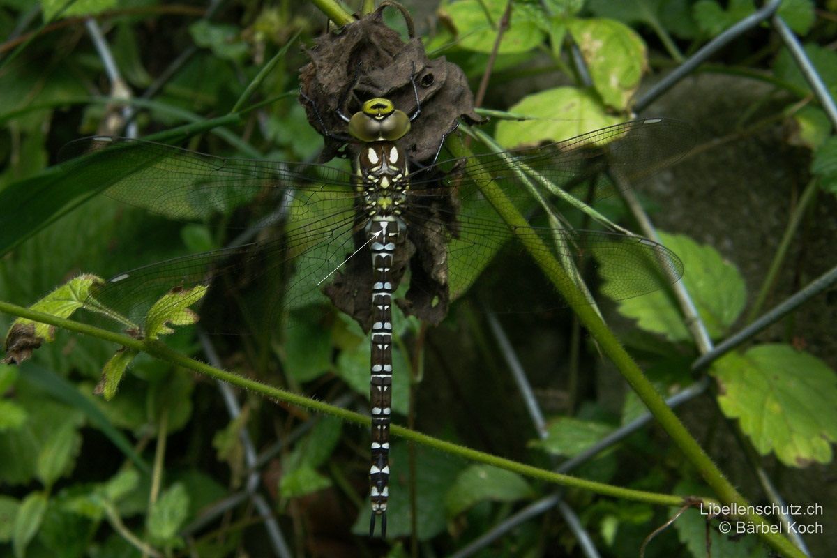 Blaugrüne Mosaikjungfer (Aeshna cyanea), Jungtier. Unausgefärbte Tiere sind schwierig zu bestimmen. Die Antehumeralstreifen sind hell statt grün, aber nicht minder breit. Der später grüne Keil auf S2 ist hier noch gelb und kann darum an andere Arten wie Aeshna mixta erinnern.