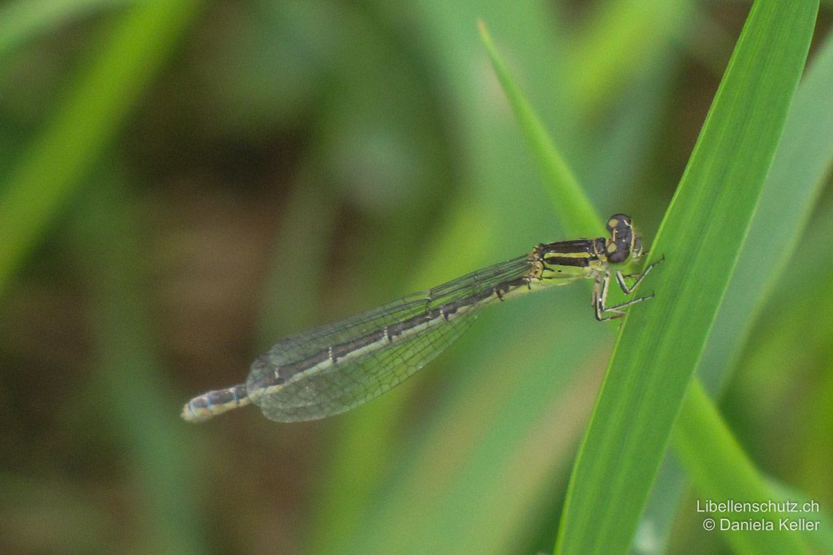 Helm-Azurjungfer (Coenagrion mercuriale), Weibchen. Typischerweise sind die Weibchen unterseits grünlich (ähnlich wie die Weibchen von Coenagrion puella).