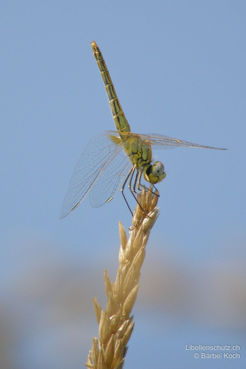 Frühe Heidelibelle (Sympetrum fonscolombii), Weibchen. Weibchen in Obeliskstellung. Gut zu sehen ist hier der gelbe Fleck an der Hinterflügelbasis.