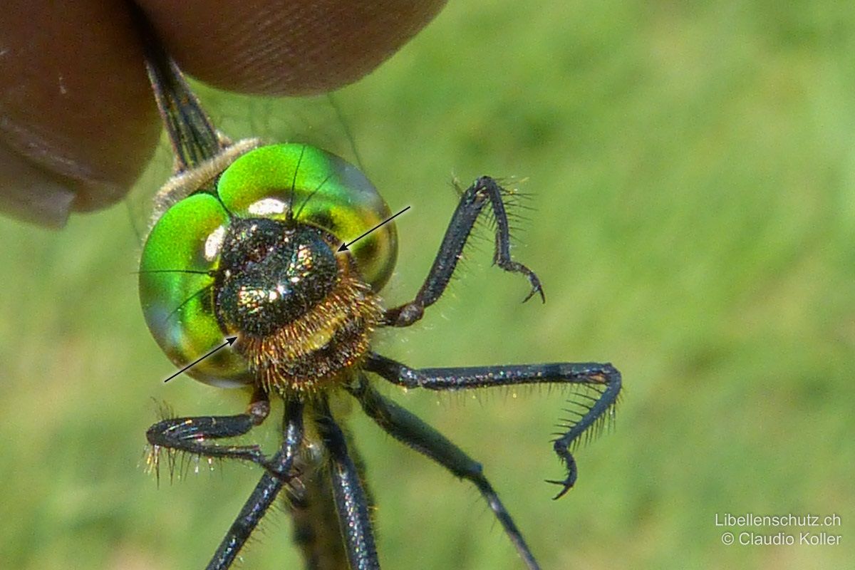 Gefleckte Smaragdlibelle (Somatochlora flavomaculata), Männchen. Die Stirn ist metallisch blaugrün, mit zwei gelben Seitenflecken.