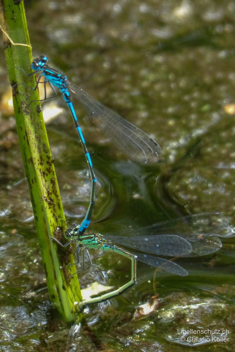 Fledermaus-Azurjungfer (Coenagrion pulchellum), Eiablage. Die Eiablage geschieht meist im Tandem. Das Männchen hält sich meist an einer Unterlage fest und steht viel weniger häufig frei als das Männchen von  Coenagrion puella.