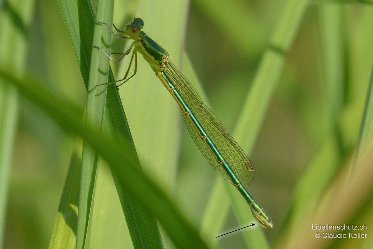 Kleine Binsenjungfer (Lestes virens), Weibchen. Wie bei Lestes barbarus ist der Ovipositor sehr hell. Das Weiss der Abdomenseiten und Antehumeralstreifen ist aber weniger ausgedehnt.