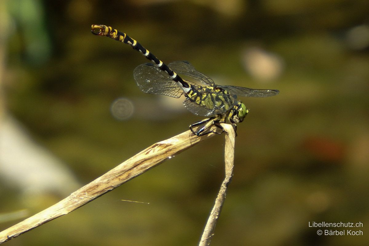 Kleine Zangenlibelle (Onychogomphus forcipatus forcipatus), Männchen. Die Art ist oft schon auf Distanz an der S-förmigen Körperhaltung zu erkennen.