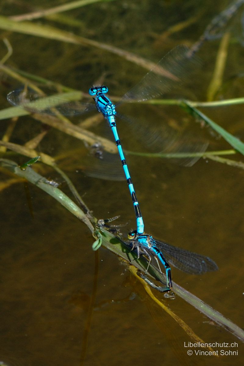 Gemeine Becherjungfer (Enallagma cyathigerum), Eiablage. Eiablage im Tandem.