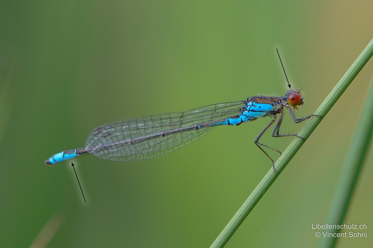 Kleines Granatauge (Erythromma viridulum), Männchen. Augen rot (teils rot-braun), S9-S10 bilden ein blaues Schlusslicht, das sich seitlich als Keil auf S8 nach vorne zieht.