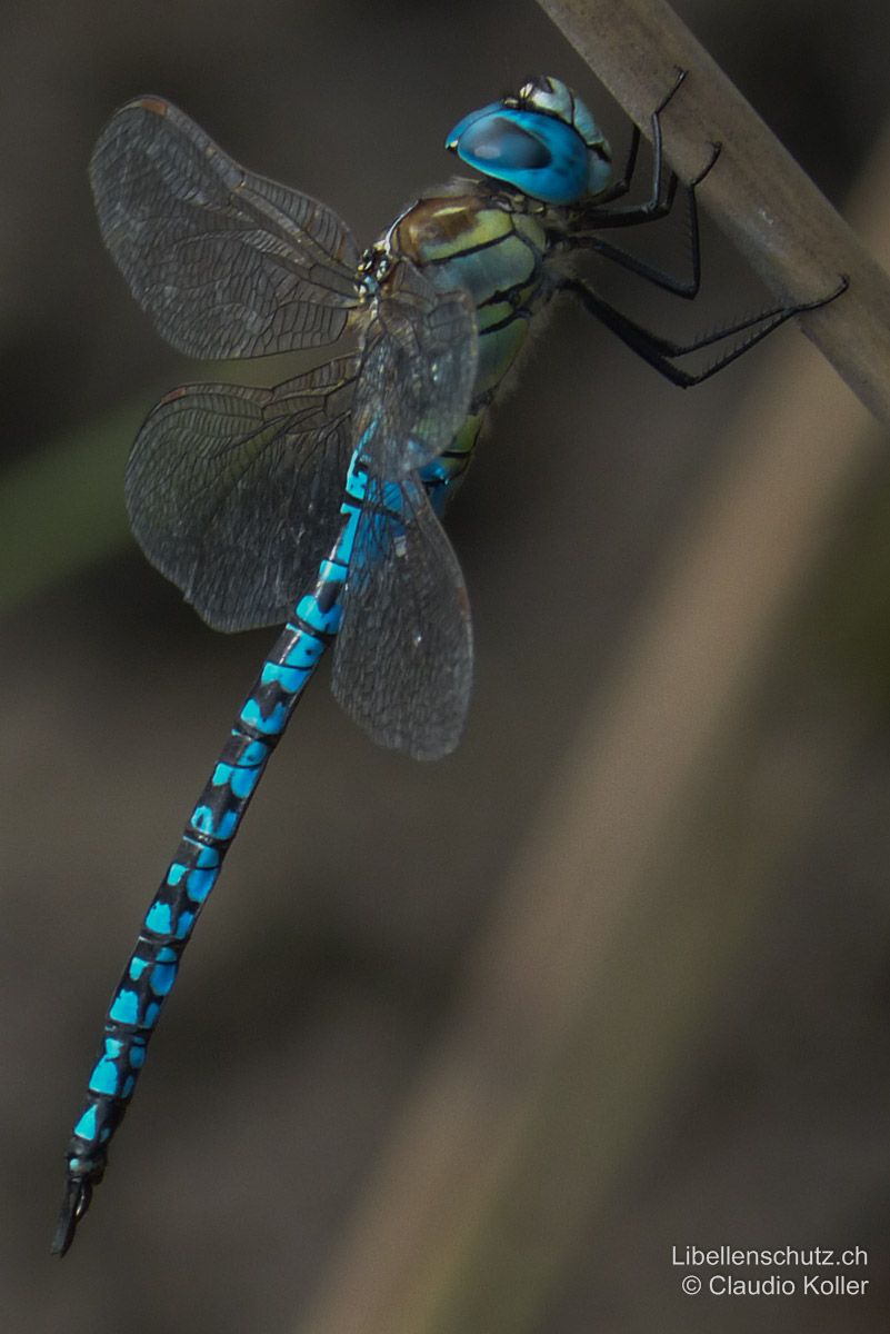 Südliche Mosaikjungfer (Aeshna affinis), Männchen. Abdomen schwarz mit grossen, mosaikartigen blauen Flecken. Aus diesem Blickwinkel dominiert die Blaufärbung.