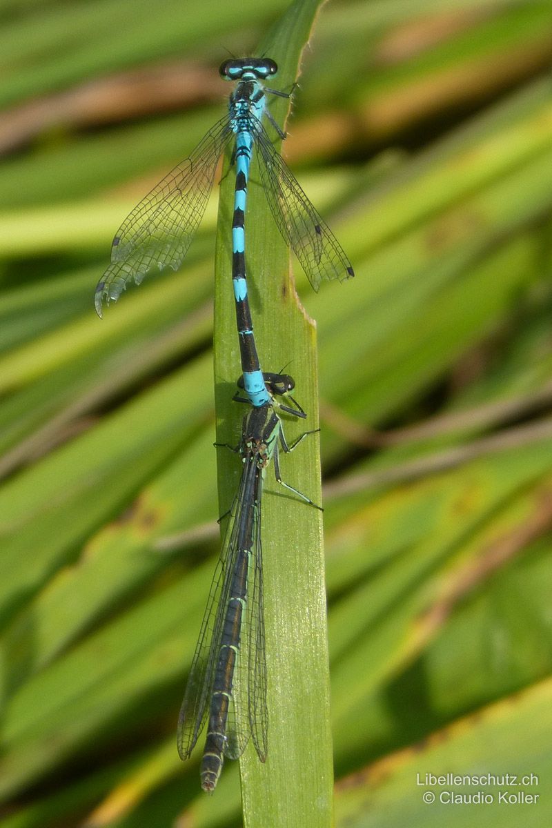 Speer-Azurjungfer (Coenagrion hastulatum), Tandem. Von oben betrachtet ist das Weibchen fast vollständig schwarz.