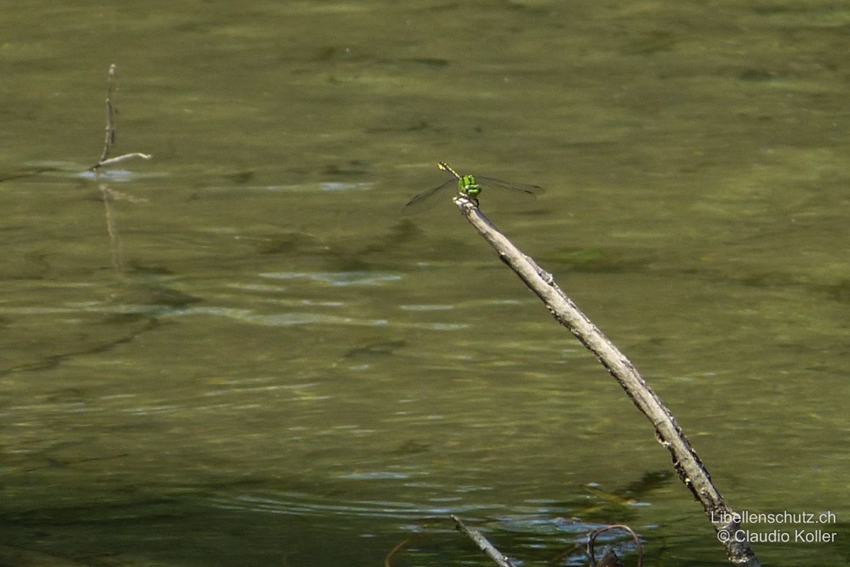 Grüne Flussjungfer (Ophiogomphus cecilia), Männchen. Die Art ist scheu und oft nur weit vom Ufer entfernt zu beobachten.