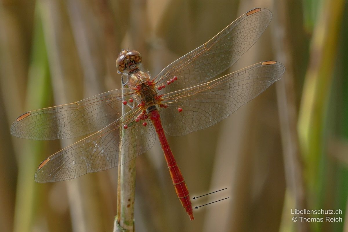 Südliche Heidelibelle (Sympetrum meridionale), Männchen. Abdomen meist vollständig rot, ohne schwarz auf S8-S9.  Flügel transparent mit grossem, gräulich bis orange-rötlichem Flügelmal. Die Flügeladern sind von roten Wassermilbenlarven befallen, was für diese Art sehr typisch ist.